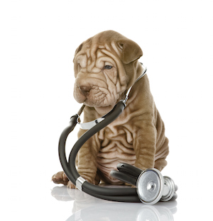 dog with stethoscope